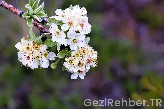 Ahlat Gezilecek Yerler