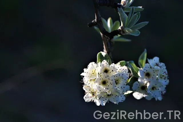 Ahlat Gezilecek Yerler