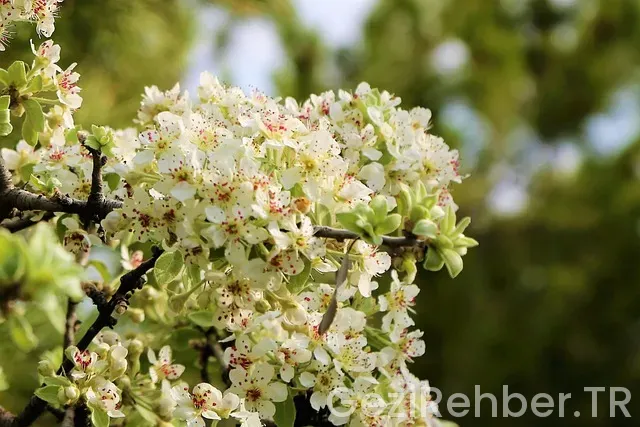 Ahlat Gezilecek Yerler