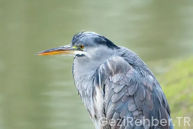 Akdeniz üniversitesi