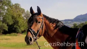 Akdeniz’de gezintiler