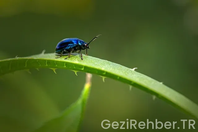 Akdeniz'de gezintiler