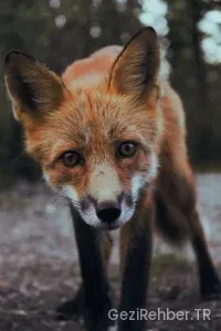 Alaska Türkiye saat farkı