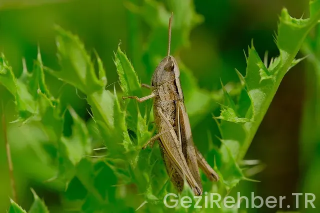 Almanya istanbul uçakla kaç saat Almanya istanbul uçakla kaç saat