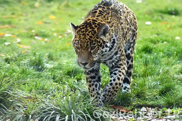 Amerika Birleşik Devletleri Çalışma Vizeleri Nasıl Alınır?