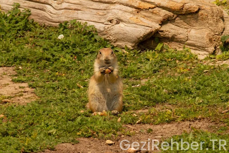 Amerika Birleşik Devletleri Gezi Rehberi Kitap