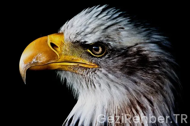 Amerika çin uçakla kaç saat