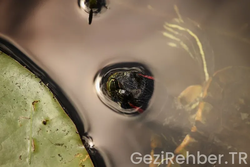 Amerika florida türkiye saat farkı