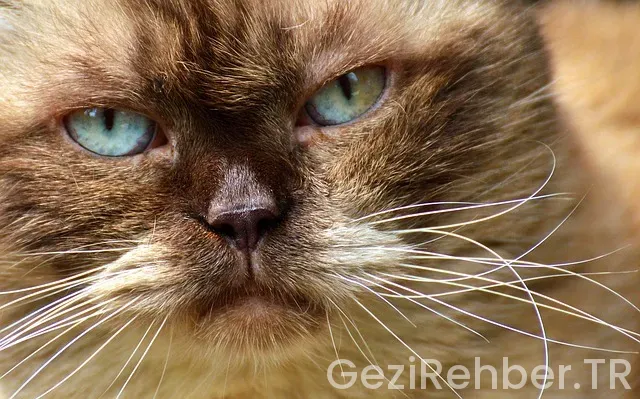 Amerika ile ilgili gezi kitaplar