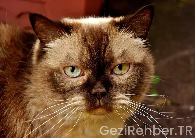 Amerika ile ilgili gezi kitaplar