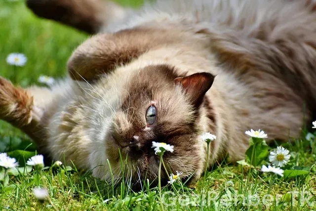 Amerika ile ilgili gezi kitaplar