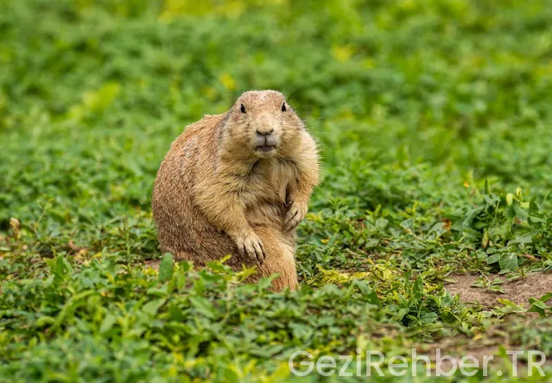 Amerika ile saat farkı türkiye
