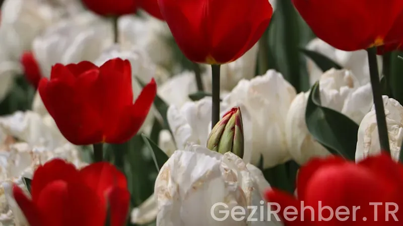 Amerika ile türkiye arasındaki saat farkı ne kadar Amerika ile türkiye arasındaki saat farkı ne kadar