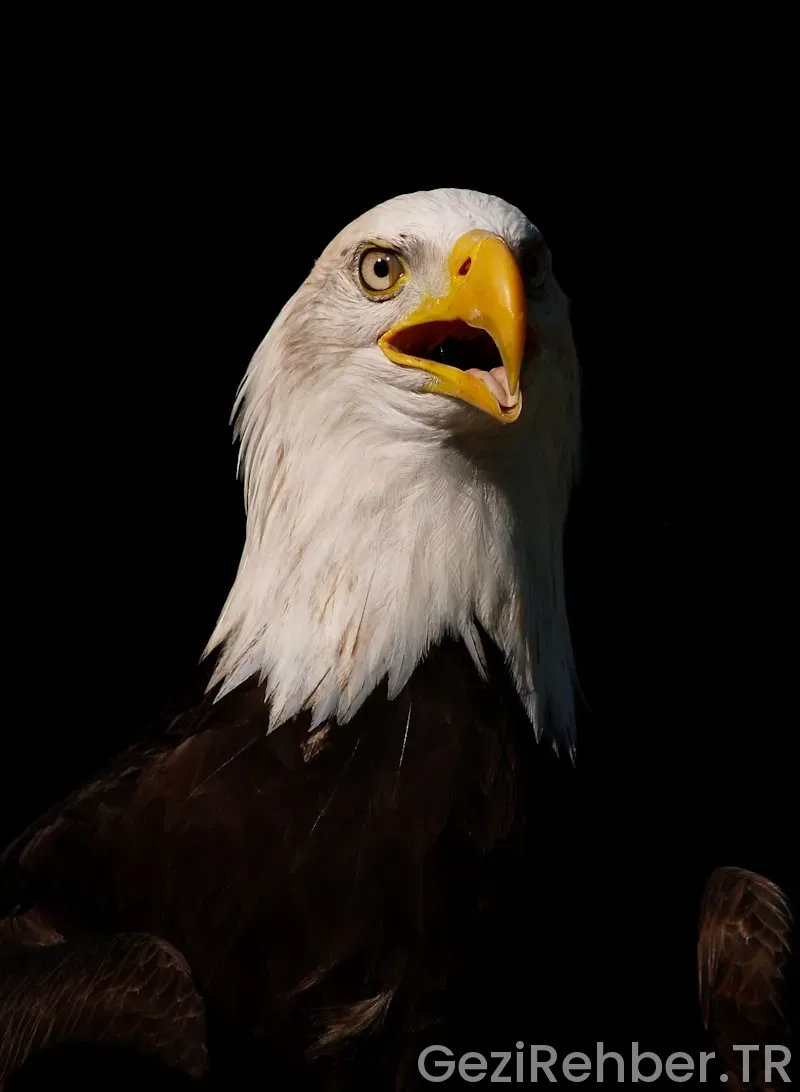 Amerika kıtası genel özellikleri