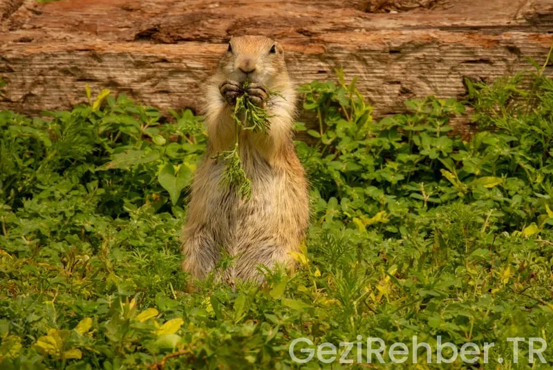 Amerika saat farkı türkiye