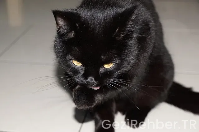 Amerika uçakla kaç saat istanbul dan