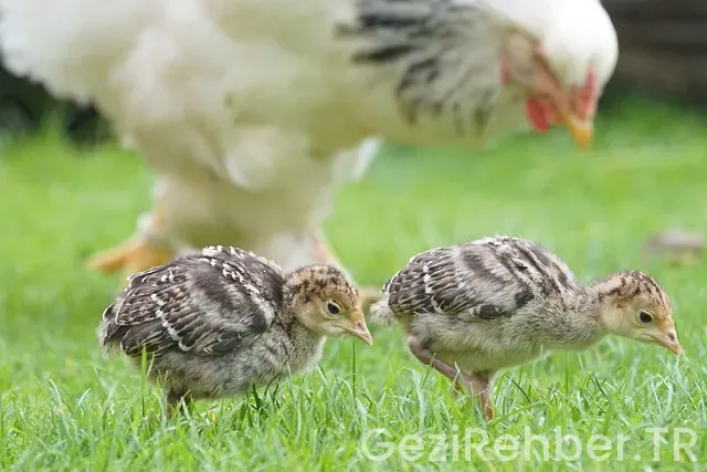 Amerikayla türkiye arası saat farkı