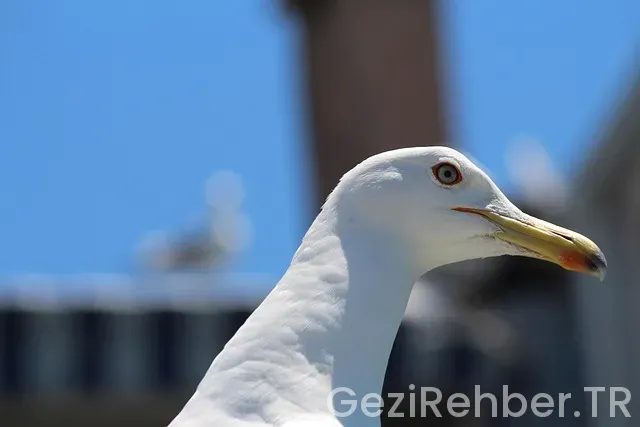 Anadolu Yakası’ndan Atatürk Havalimanı’na Havabus İle Nasıl Gidilir? Anadolu Yakası’ndan Atatürk Havalimanı’na Havabus İle Nasıl Gidilir?