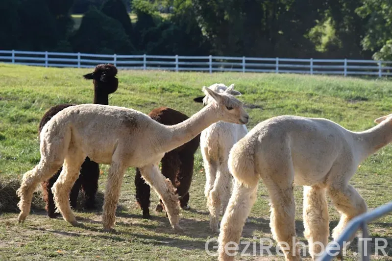 Ancre de precision köstekli saat fiyatları