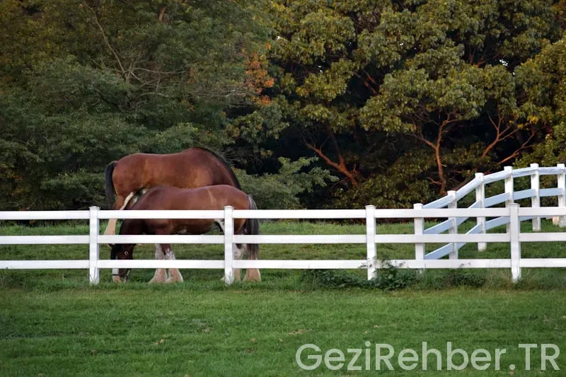 Ancre de precision köstekli saat fiyatları