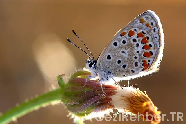 Ankara akdeniz arasi haritada gezilcek yerler
