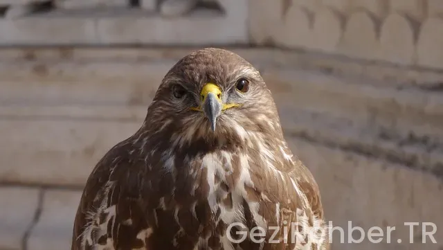 Ankara ırak uçakla kaç saat