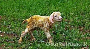 Ankara İstanbul uçakla kaç saat güncel