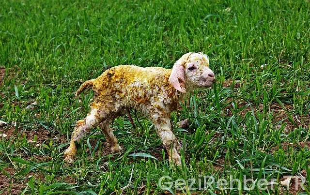 Ankara istanbul uçakla kaç saat