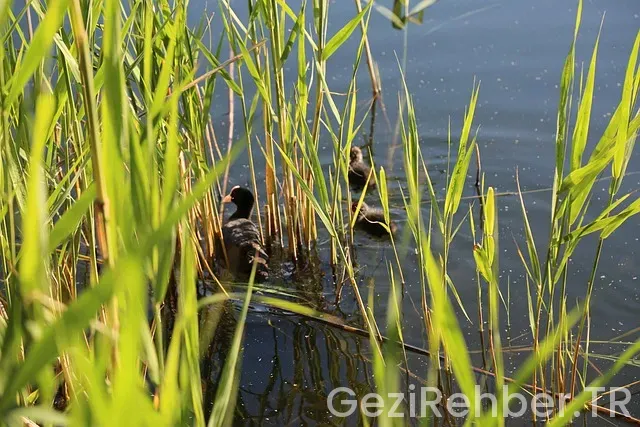Ankara ordu arası uçakla kaç saat