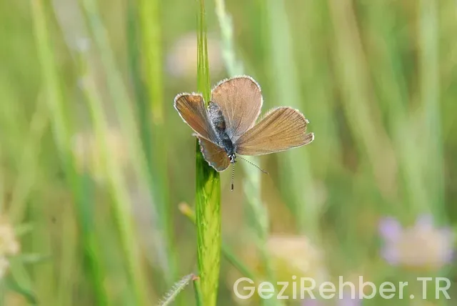 Ankara şırnak uçakla kaç saat