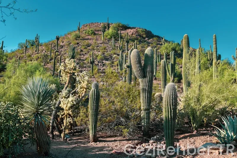 Arizona travel guide