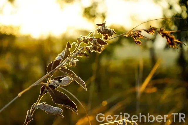 Assos ta nerede kalınır