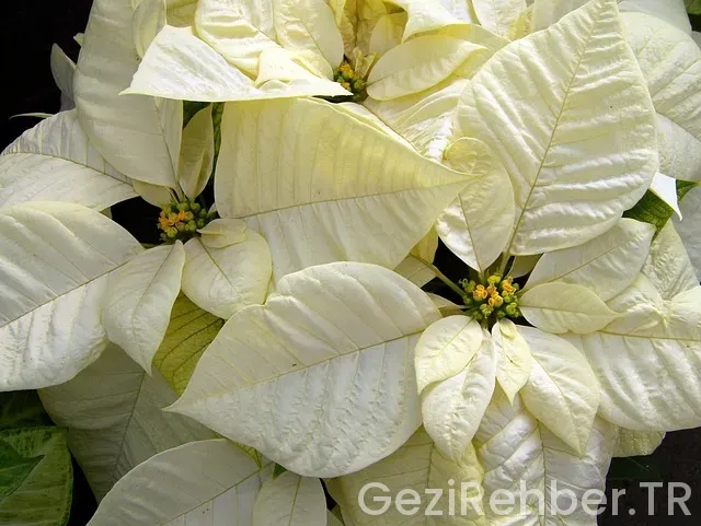 Atatürk ün yurtdışı gezileri