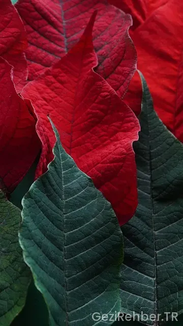 Atatürk'ün cumhurbaşkanlığı dönemindeki yurtdışı gezileri