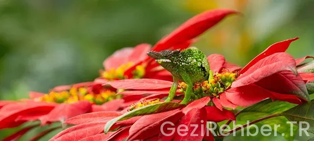 Atatürkün yaptığı yurtdışı gezileri Atatürkün yaptığı yurtdışı gezileri