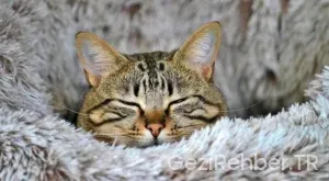 Avrupa gezilecek sehirler