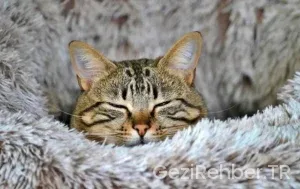 Avrupa gezilecek sehirler