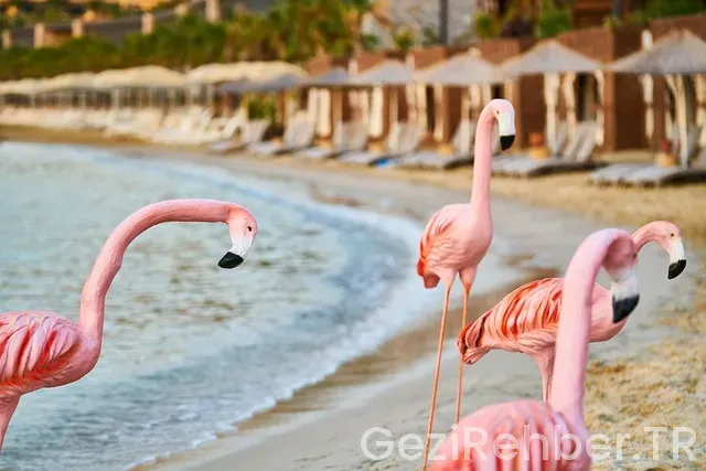 Avrupa turu gezi rehberi