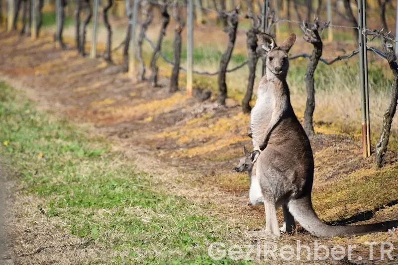 Avustralya da gezilecek yerler
