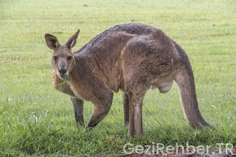 Avustralya da gezilecek yerler