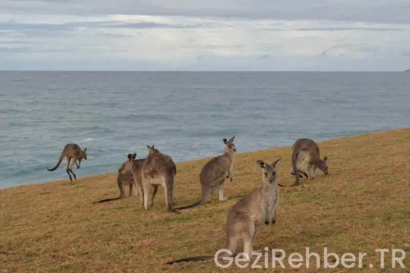 Avustralya gezi rehberi