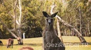 Avustralya gezi rehberi
