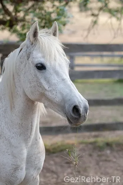 Avustralya Gezi Yazısı
