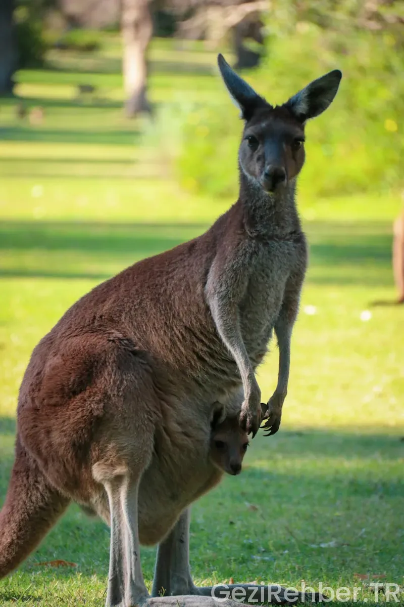Avustralya hakkında bilgiler