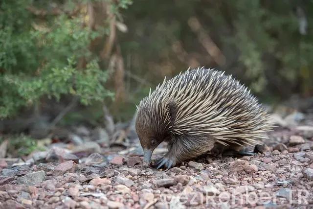 Avustralya İnternetten Gezi