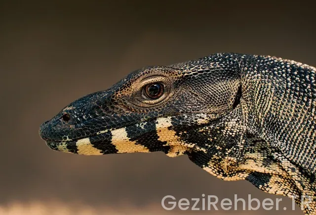 Avustralya İnternetten Gezi