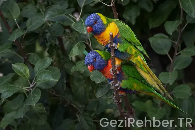Avustralya İnternetten Gezi