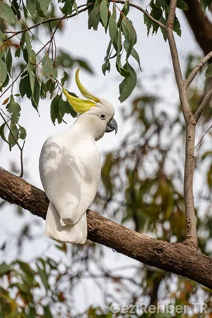 Avustralya Ünlü Gezi Parkları