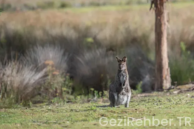 Avustralya Ünlü Gezi Parkları