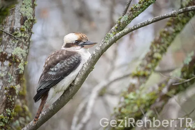 Avustralya'da Canlı Yayın Gezinti Avustralya'da Canlı Yayın Gezinti